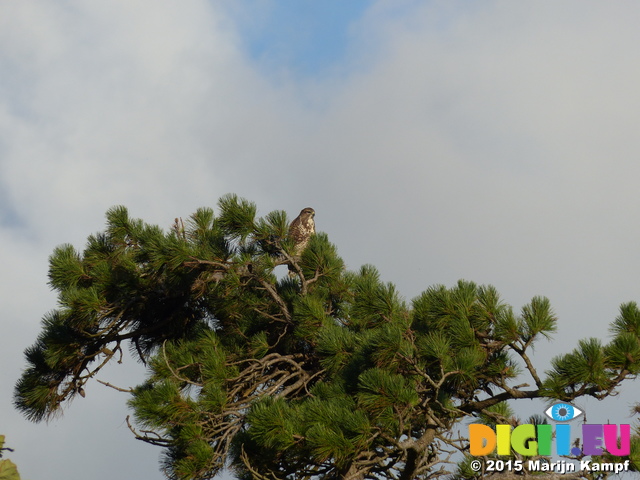 FZ019162 Buzzard in tree